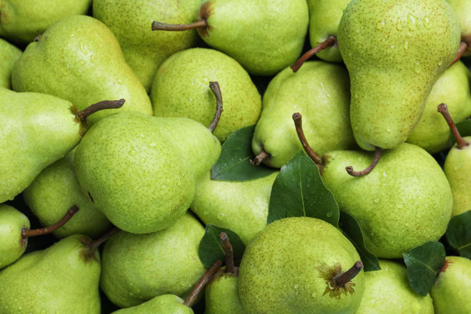 Pears for fruit cold storage in Delhi